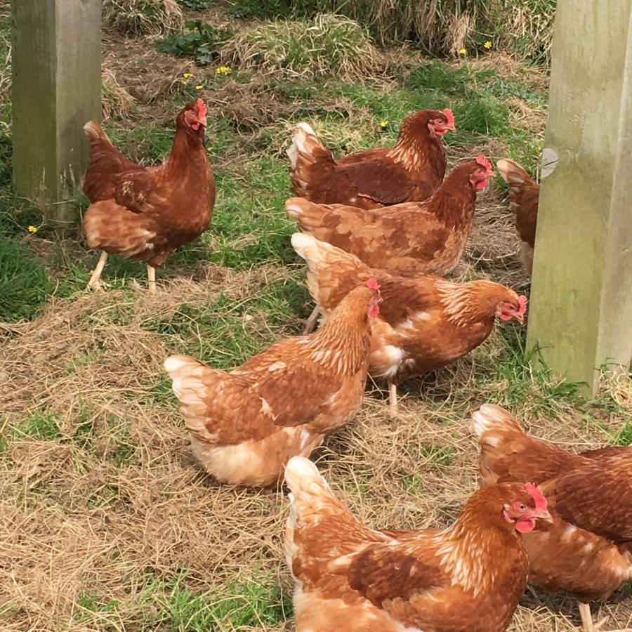 Well Farm Cottages North Tamerton Екстериор снимка